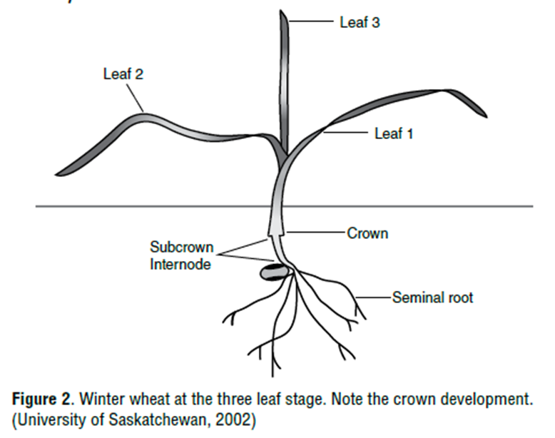 Diagram of a winter wheat plant at the three-leaf stage, labeled with Leaf 1, Leaf 2, and Leaf 3 above ground, and key structures below ground including the crown, subcrown internode, and seminal roots.